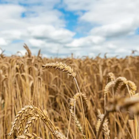 Апартаменты Zollhoes Zoek De Grens Op! *